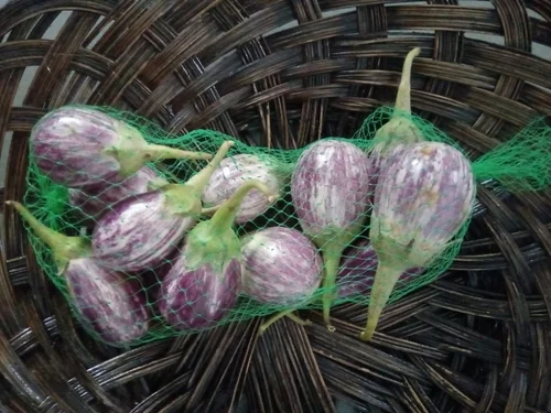 Organic Brinjal ,Eggplant